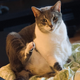 Illustration for article titled My Cat Is Only a Little Crusty, Thanks to This Catnip-Infused Foam Wash